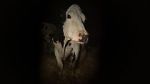 Watch Cow 0123movies