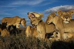 Watch Lion Gangland 0123movies