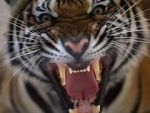 Watch 20 Animals That Will Kill You 0123movies