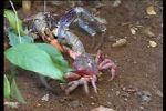 Watch March of the Crabs 0123movies