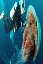 Watch Monster Jellyfish 0123movies