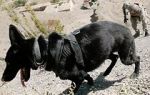 Watch SEAL Dog 0123movies