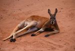 Watch Big Red: The Kangaroo King 0123movies