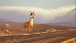 Watch Caminandes: Llama Drama (Short 2014) 0123movies
