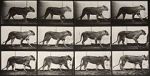 Watch Lioness Walking 0123movies
