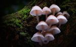 Watch Fungi: The Web of Life 0123movies
