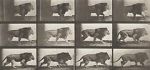 Watch Lion Walking 0123movies