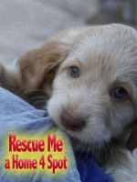 Watch Rescue Me: A Home 4 Spot 0123movies