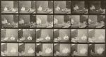 Watch Chickens Scared by Torpedo 0123movies