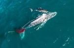 Watch Shark vs. Whale 0123movies