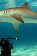 Watch Dive To Tiger Shark Central 0123movies